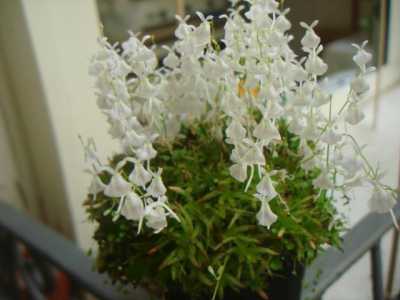 Utricularia sandersonii